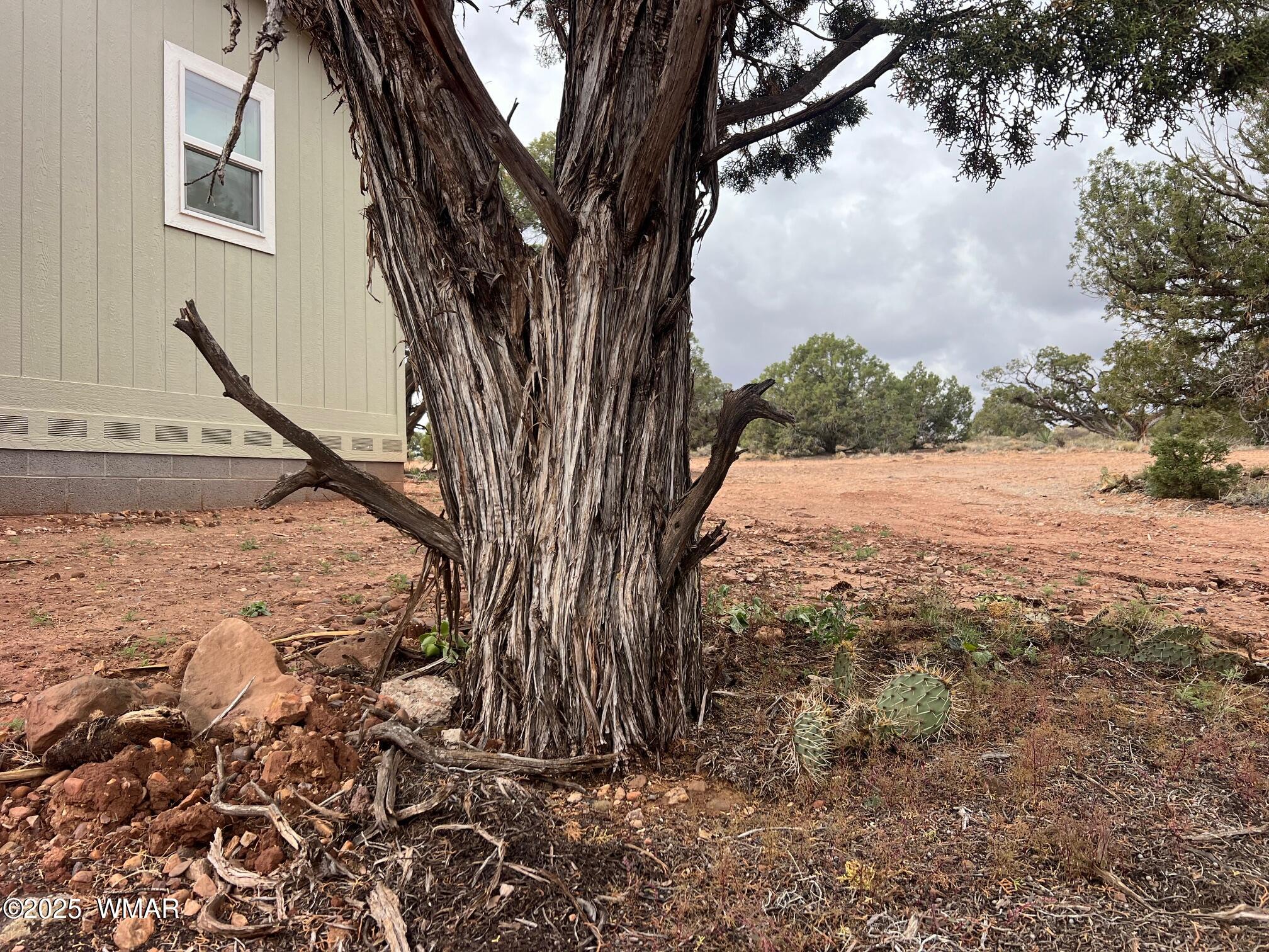 4129 Apache Road Snowflake, AZ 85937 - Photo 37 of 48 a view of a yard with a tree