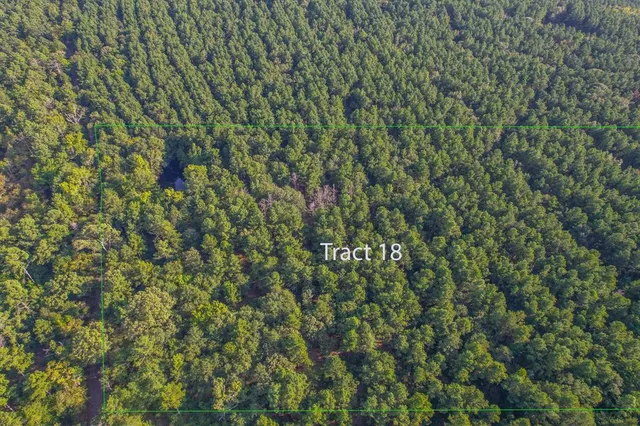 a view of a lush green forest