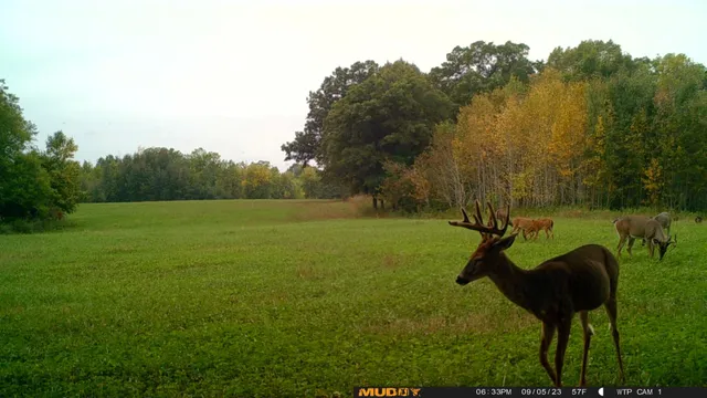 $527,800 | Tbd Tbd 460th St Pine Lake, Gonvick, MN 56644