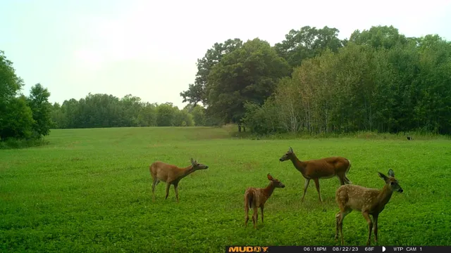 $527,800 | Tbd Tbd 460th St Pine Lake, Gonvick, MN 56644