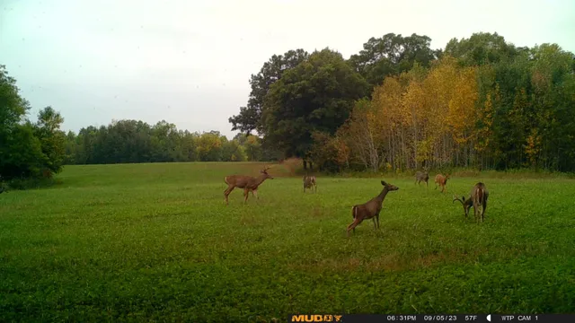 $527,800 | Tbd Tbd 460th St Pine Lake, Gonvick, MN 56644