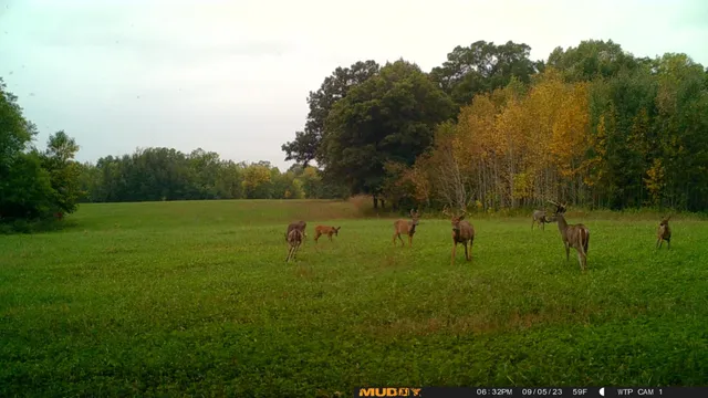 $527,800 | Tbd Tbd 460th St Pine Lake, Gonvick, MN 56644