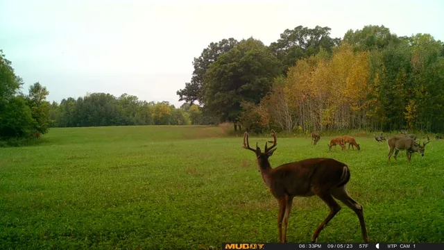 $527,800 | Tbd Tbd 460th St Pine Lake, Gonvick, MN 56644