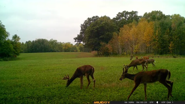 $527,800 | Tbd Tbd 460th St Pine Lake, Gonvick, MN 56644