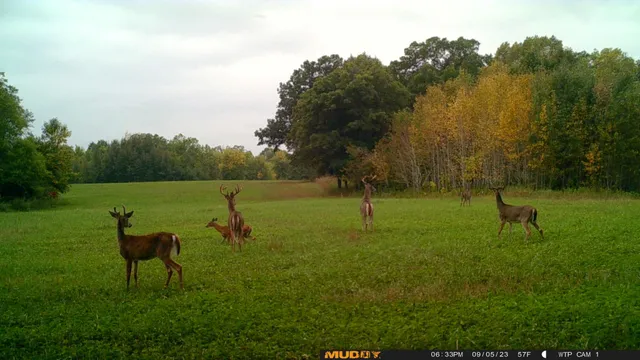 $527,800 | Tbd Tbd 460th St Pine Lake, Gonvick, MN 56644