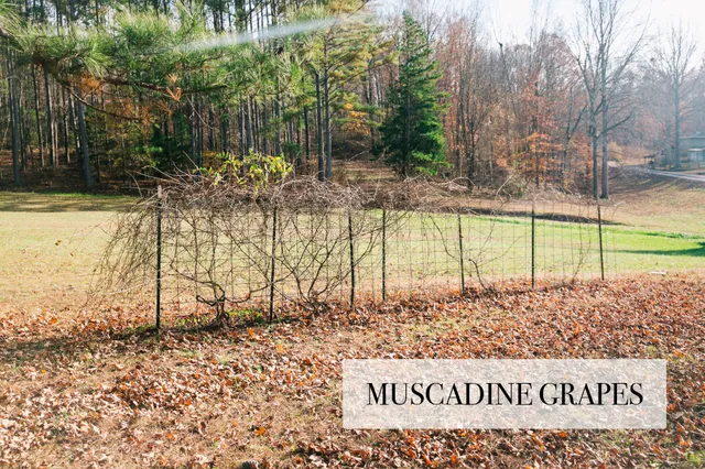 $289,900 | 399 Indian Creek Road, Hohenwald, TN 38462