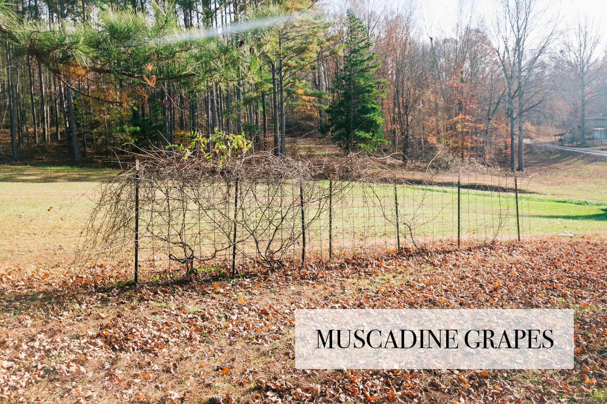 399 Indian Creek Road Hohenwald, TN 38462 - Photo 26 of 40