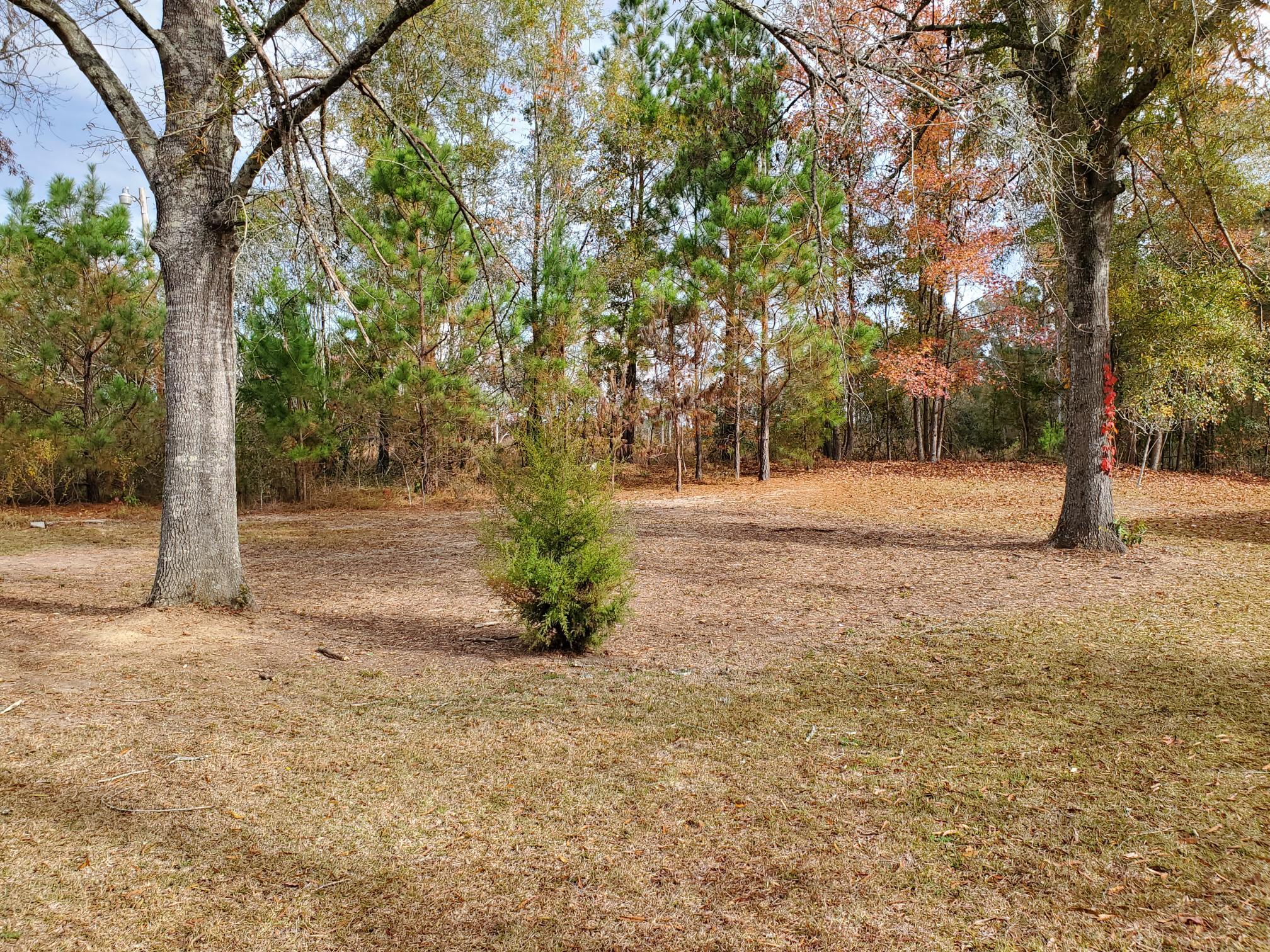 1421 James Loop Road Manning, SC 29102 - Photo 4 of 11 MOSTLY CLEARED