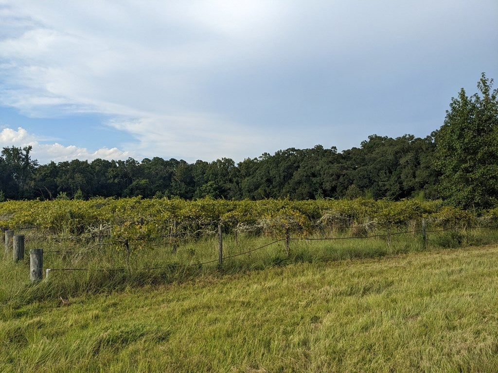5740 Hall Road Hahira, GA 31632 - Photo 9 of 38 Gallery Image 9