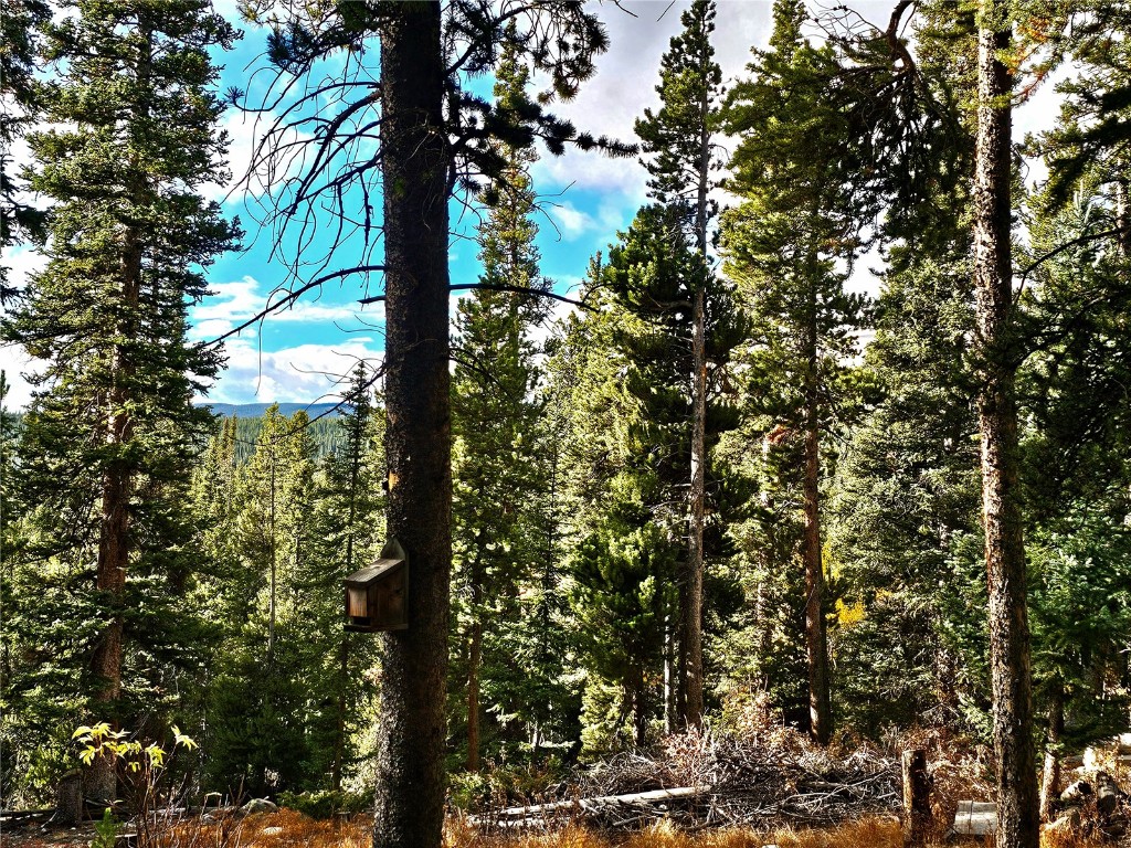 102 Gold Trail Fairplay, CO 80440 - Photo 13 of 13 a close up of tree