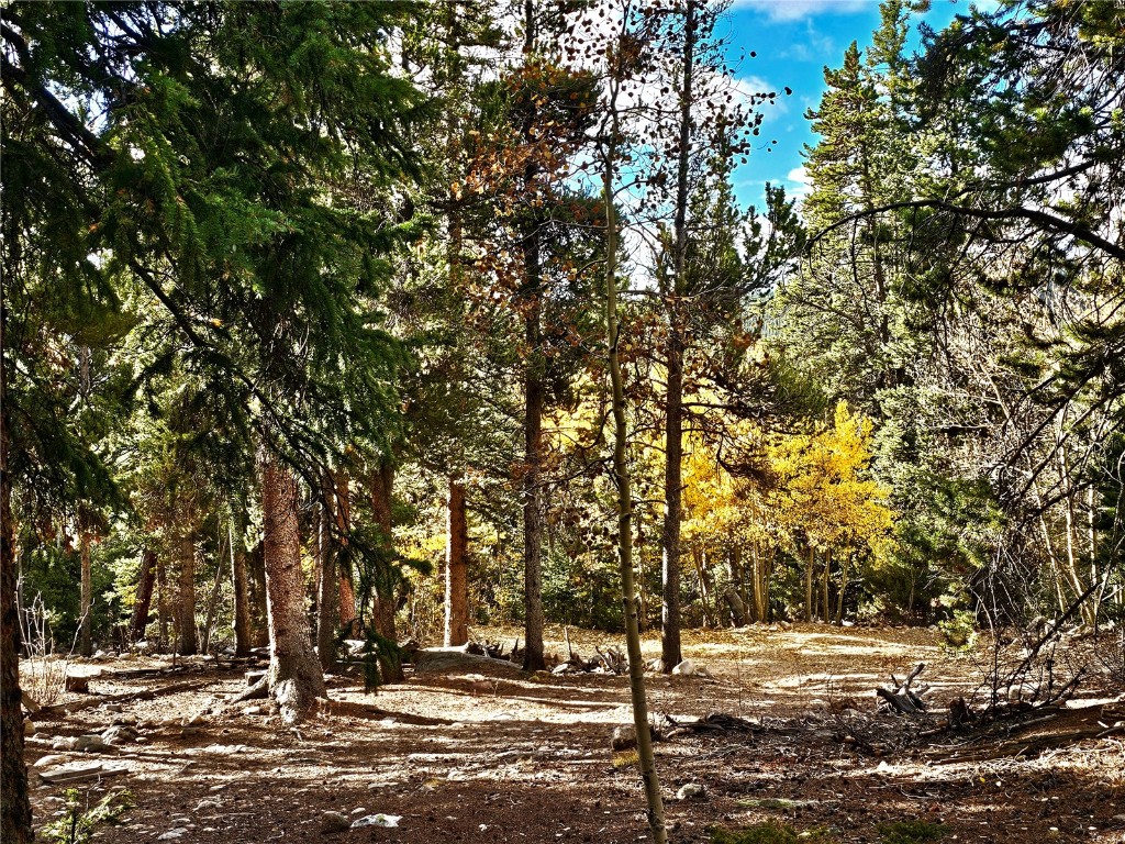 102 Gold Trail Fairplay, CO 80440 - Photo 2 of 13 a view of a yard with a tree