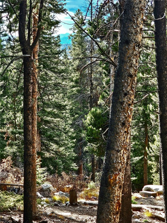 102 Gold Trail Fairplay, CO 80440 - Photo 3 of 13 a view of a yard with tall trees