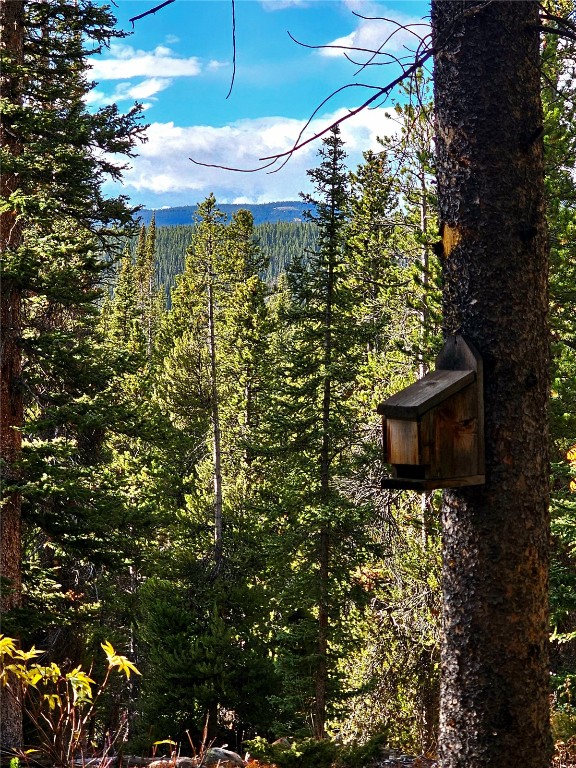 102 Gold Trail Fairplay, CO 80440 - Photo 8 of 13 a picture of a tree