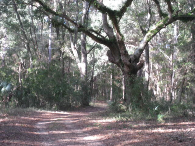 586 Palmetto Pointe Road Edisto Island, SC 29438 - Photo 35 of 50 586 Palmetto Pt (15)