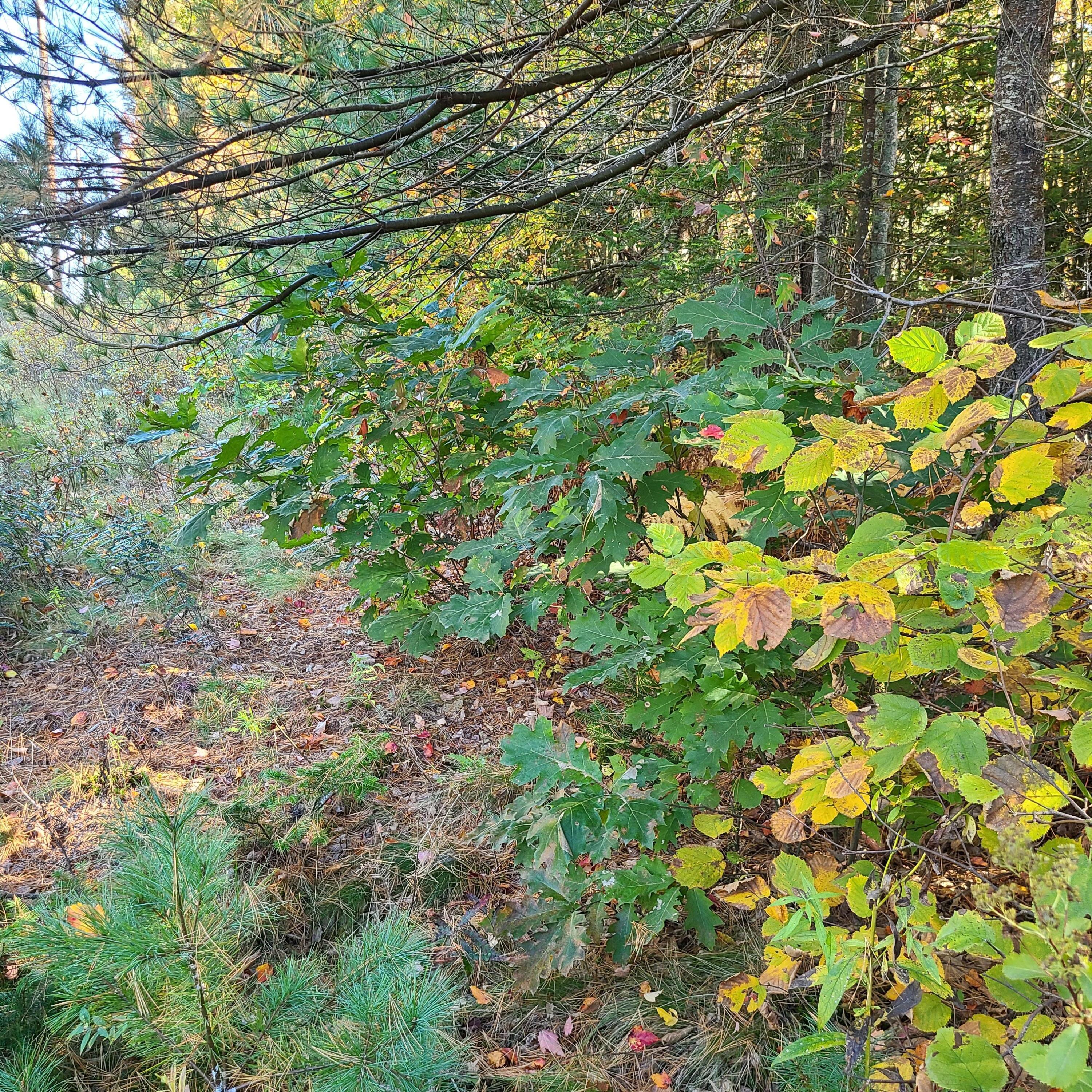 0 Blue Hill Road Surry, ME 04684 - Photo 9 of 11 20211011_100440
