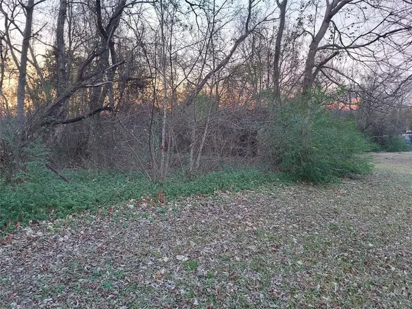 a view of a yard with plants and large trees