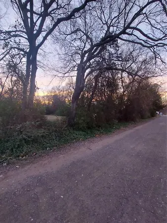 a view of a forest with trees in the background