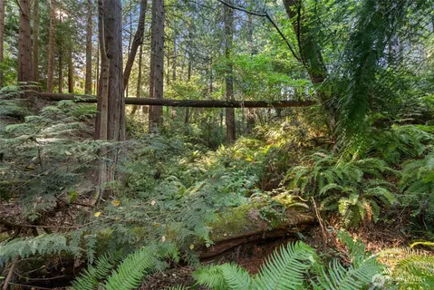 a view of a forest with trees in the background
