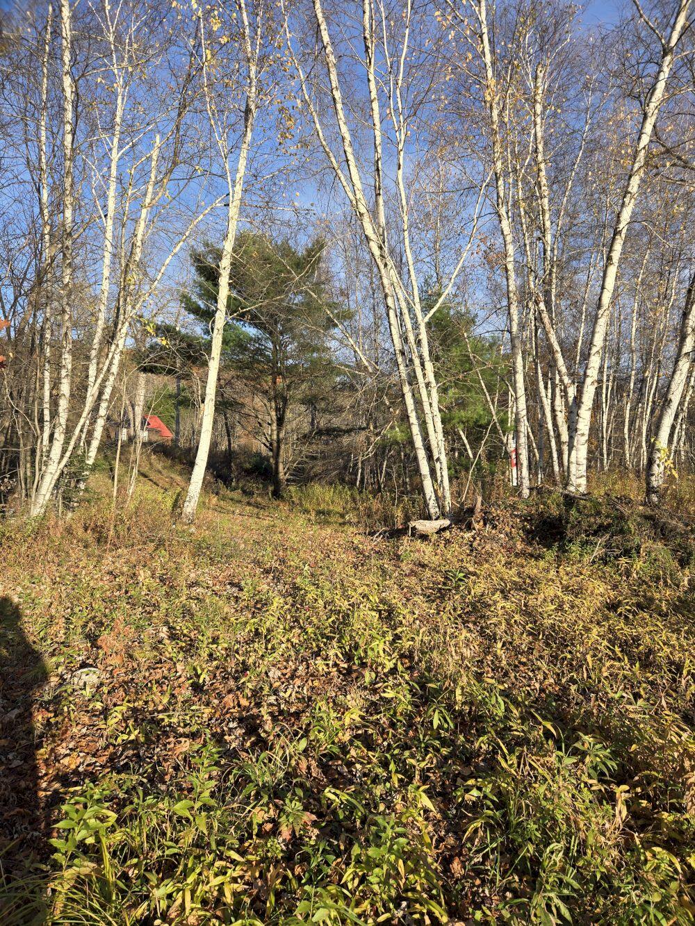 0 Intervale Road Jay, ME 04239 - Photo 4 of 6