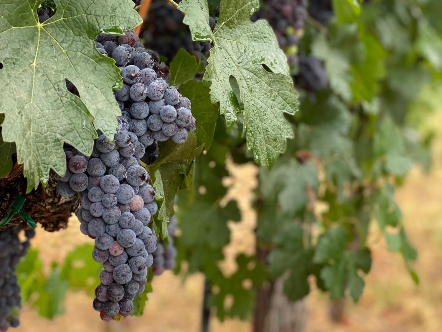 7201 Happy Valley Road Somerset, CA 95684 - Photo 6 of 75 There are ~8.7 acres of wine grapes planted on the vineyard including Petite Sirah, Viognier, Syrah, Pinot Noir.