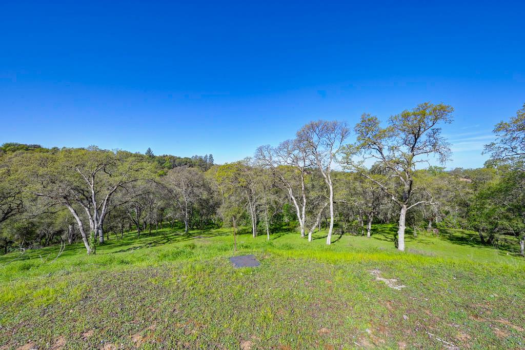 310 Raphael Court El Dorado Hills, CA 95762 - Photo 5 of 13 a view of a park with large trees