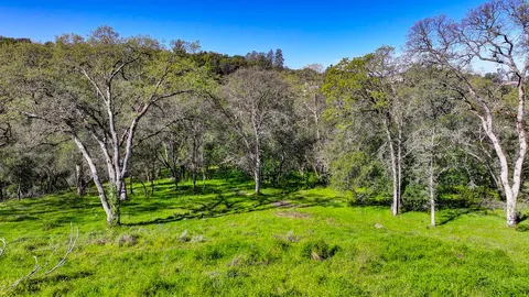a view of a park with large trees