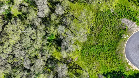 a view of a plant in a garden