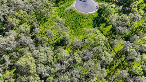 a view of a backyard of a house with a plants and tree