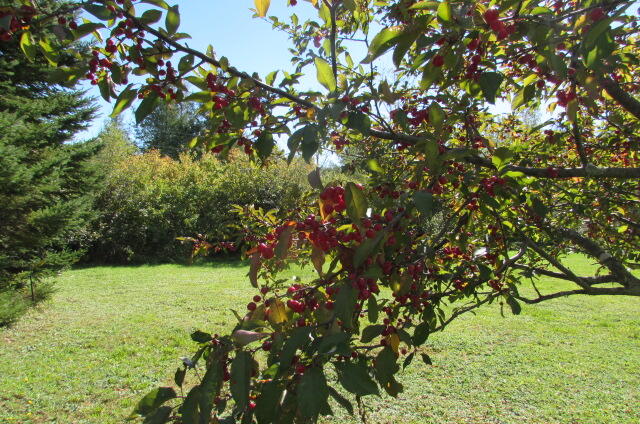 1066 Dodlin Road Enfield, ME 04493 - Photo 28 of 38 IMG_3069
