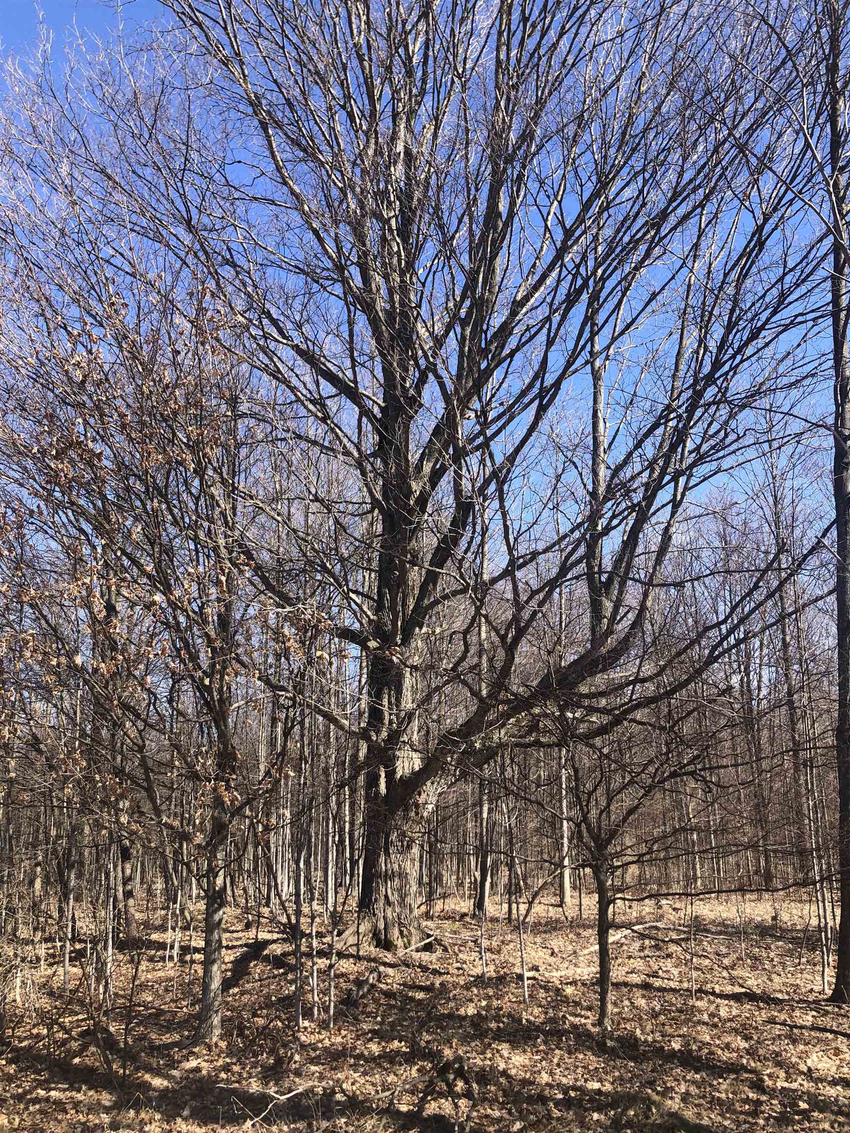 9 South 9 Mile Road Copemish, MI 49625 - Photo 9 of 35