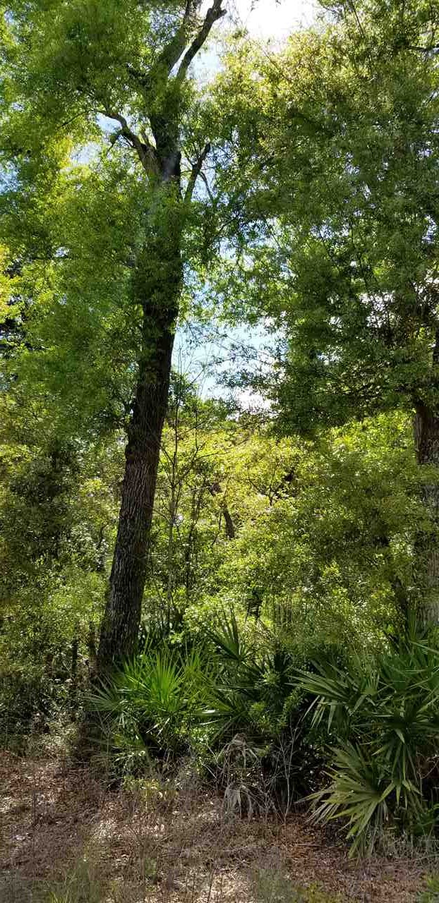 Vacant Forest Street Perry, FL 32348 - Photo 18 of 30 Gallery Image 18