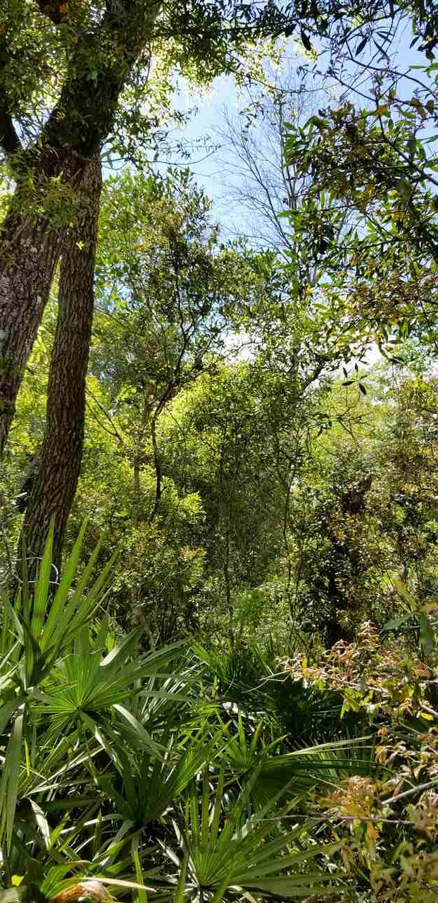 Vacant Forest Street Perry, FL 32348 - Photo 23 of 30 Gallery Image 23