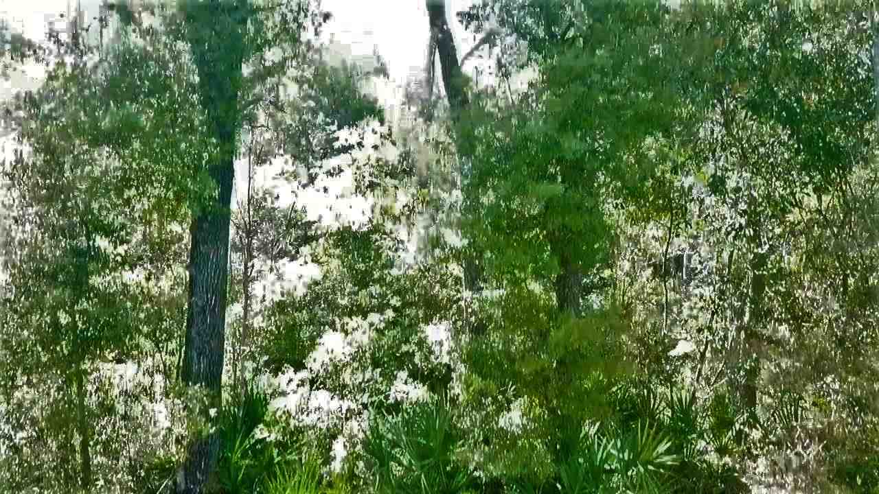 Vacant Forest Street Perry, FL 32348 - Photo 24 of 30 Gallery Image 24
