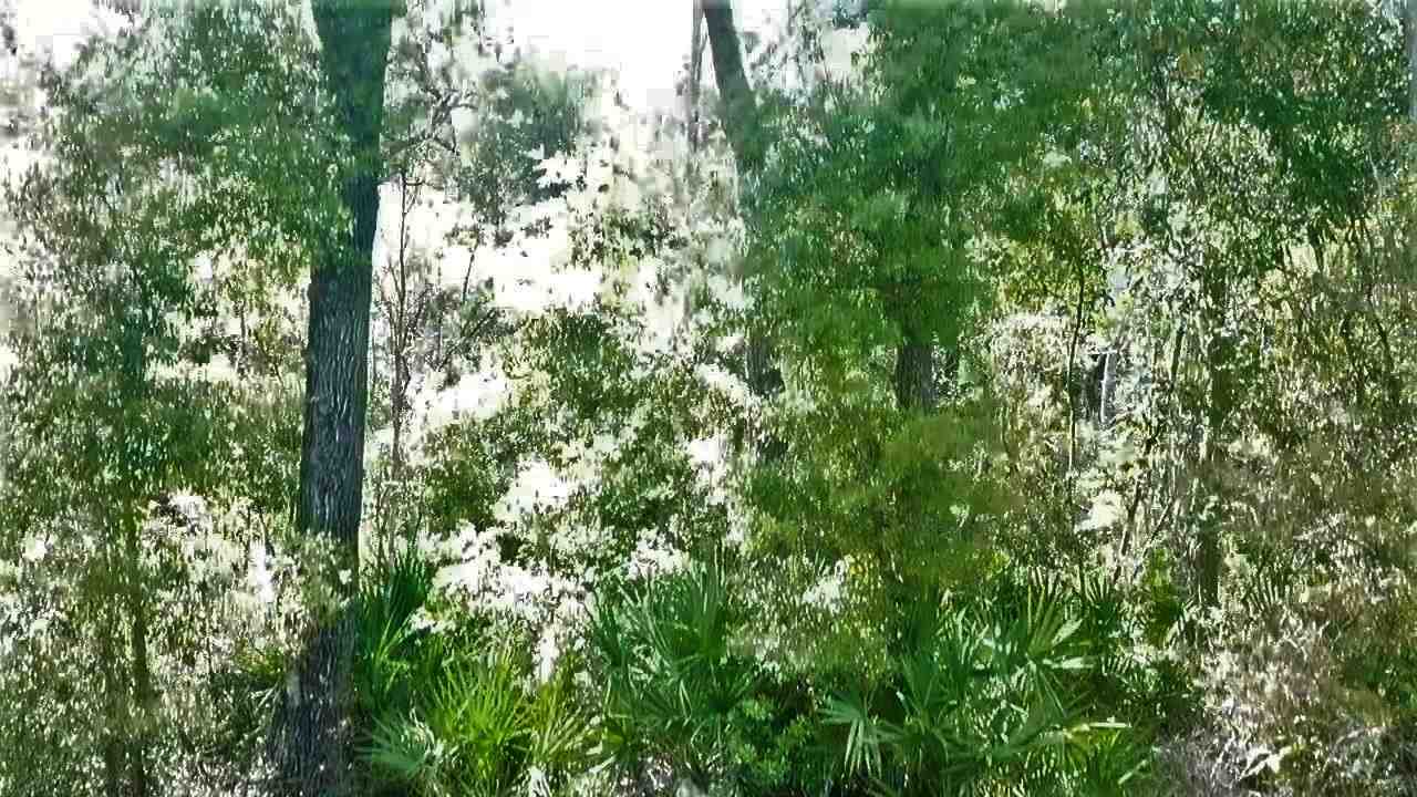 Vacant Forest Street Perry, FL 32348 - Photo 25 of 30 Gallery Image 25