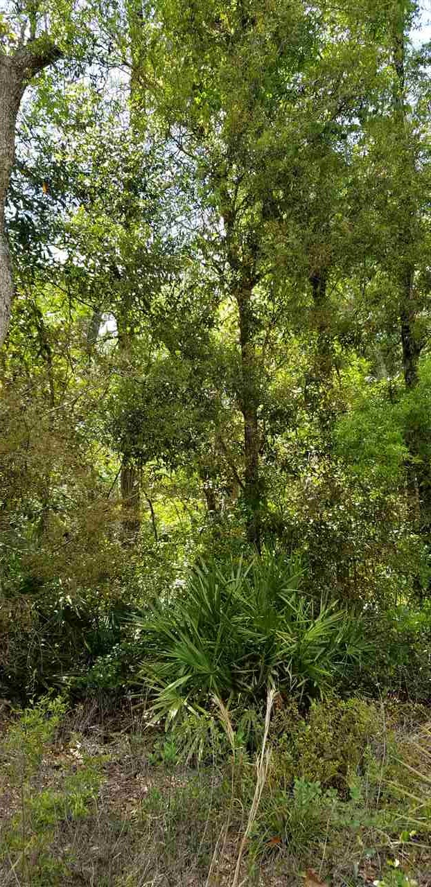 Vacant Forest Street Perry, FL 32348 - Photo 27 of 30 Gallery Image 27