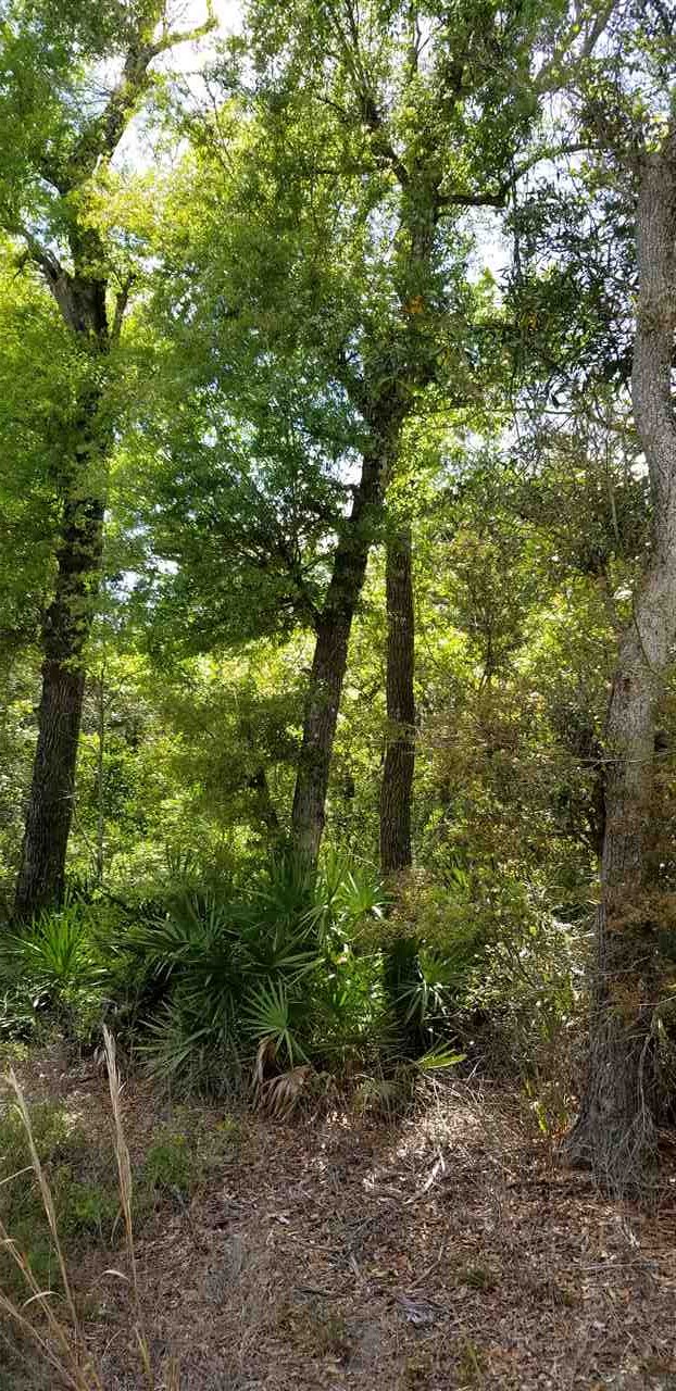 Vacant Forest Street Perry, FL 32348 - Photo 28 of 30 Gallery Image 28