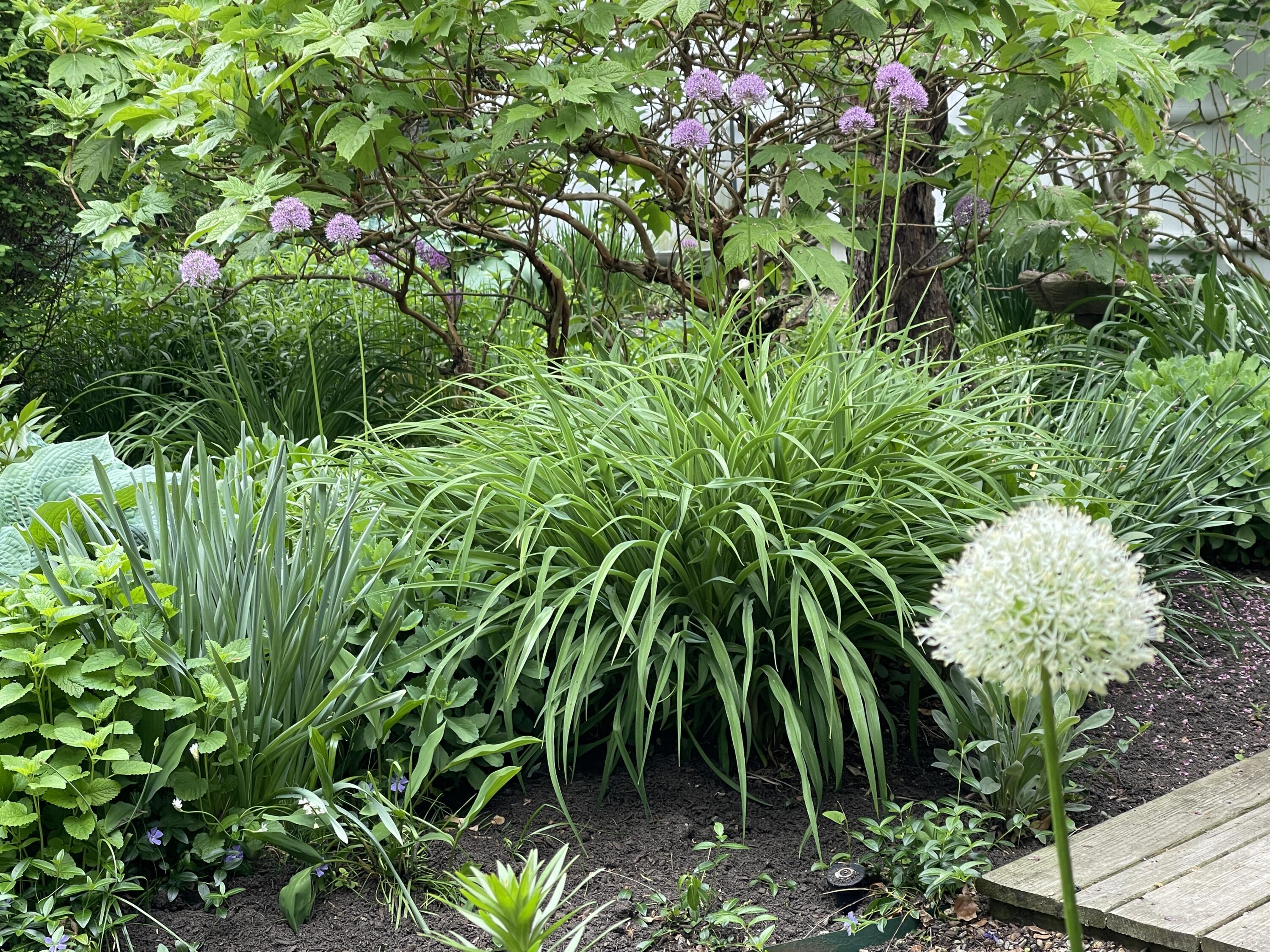 223 Main Street Wellfleet, MA 02667 - Photo 67 of 70 a view of a plant in a garden