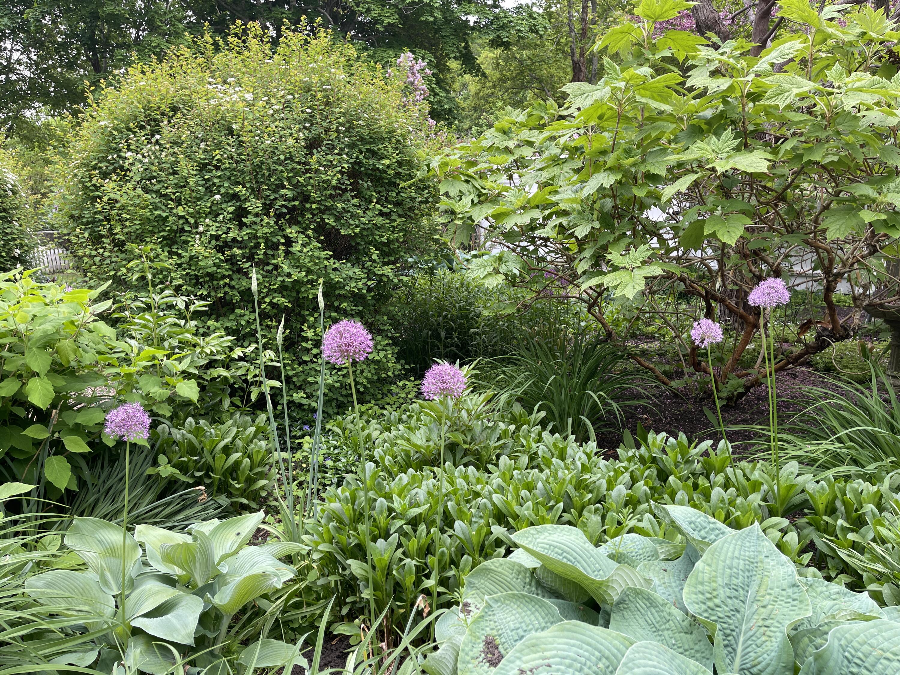 223 Main Street Wellfleet, MA 02667 - Photo 68 of 70 a view of flowers in a bunch
