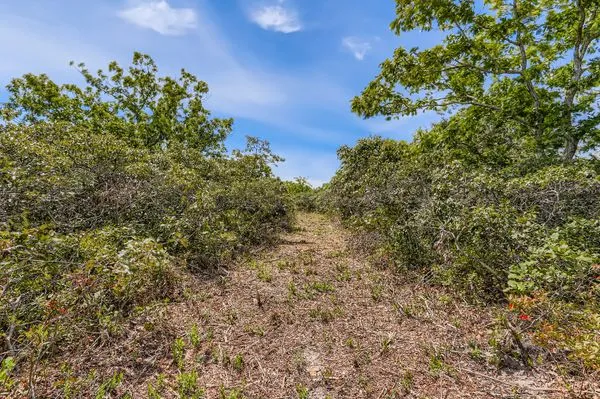 a view of a tree with a plant in front of it