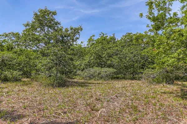 a view of a field with plants and trees