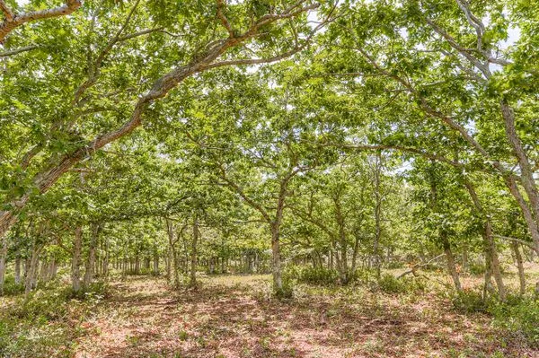 a view of a large trees with lots of plants in front of it