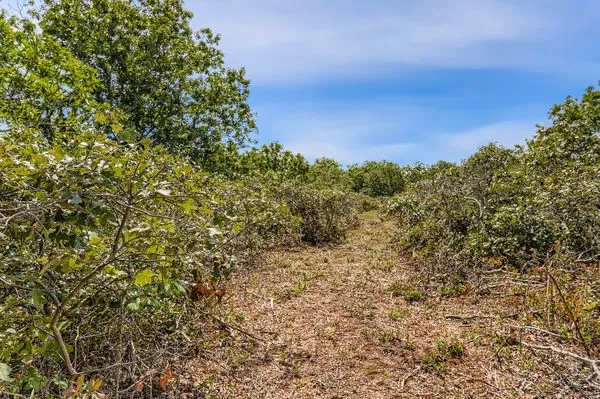 a view of a yard with plants and a tree