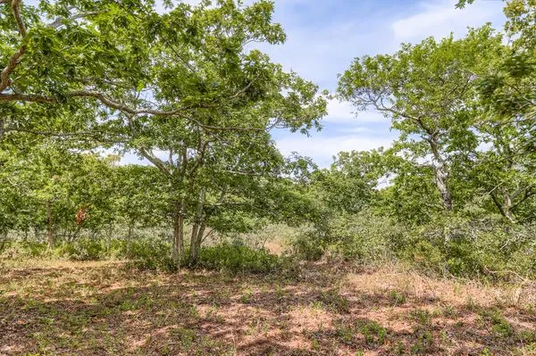 a view of a yard with plants and large trees