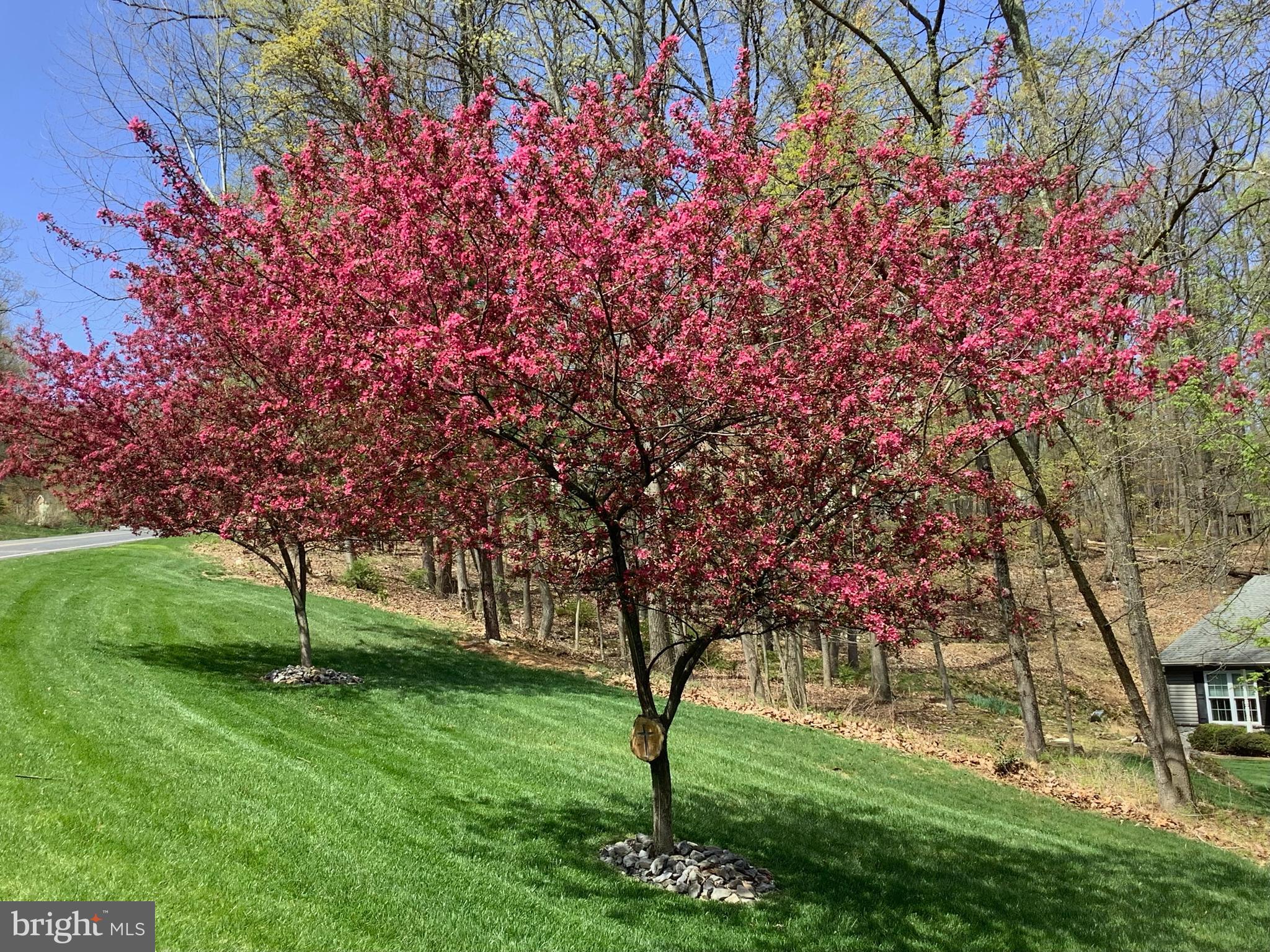 1127 Kuhn Road Boiling Springs, PA 17007 - Photo 45 of 46 Flowering Tree