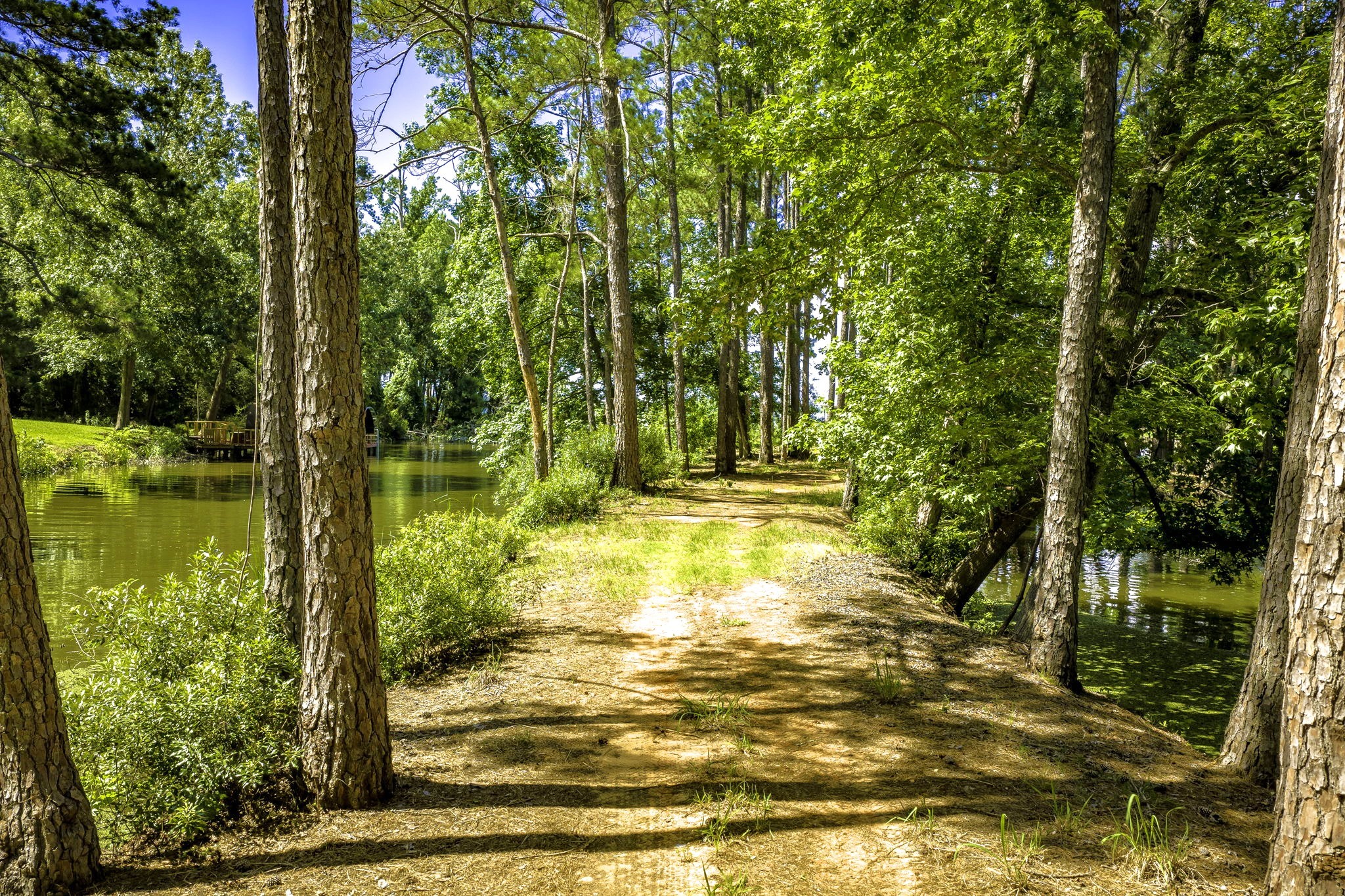 Tbd Pine Circle Trinity, TX 75862 - Photo 15 of 16 Gallery Image 15