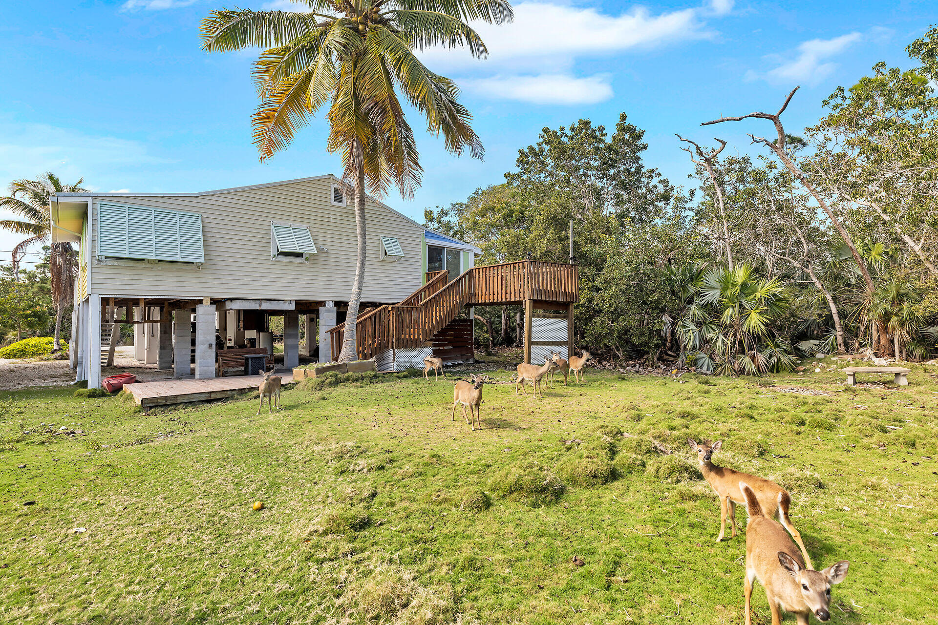 2361 Pensacola Road Big Pine Key, FL 33043 - Photo 4 of 35 back yard with deer