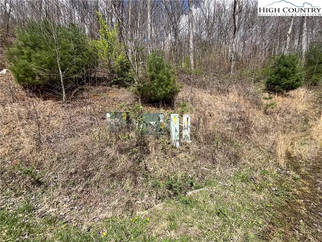 a view of a yard with plants and large trees