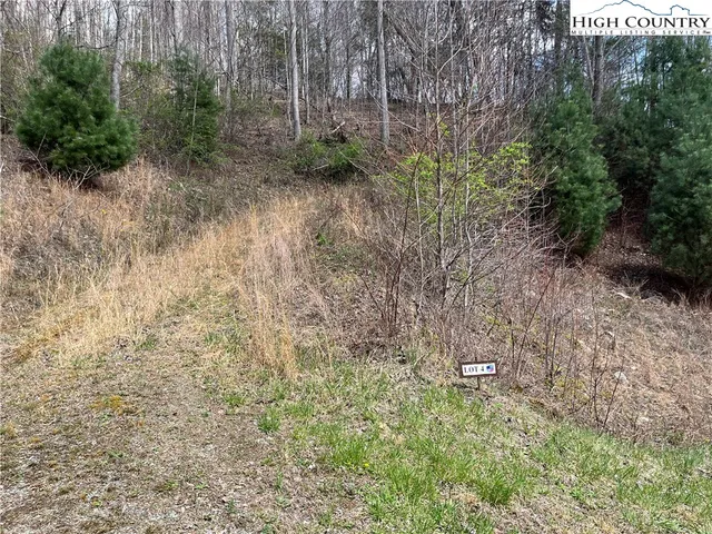 a view of a dry yard with trees
