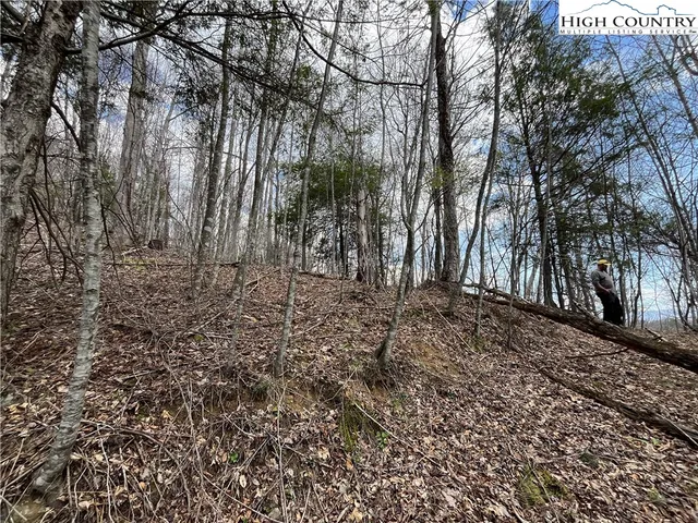 a view of a forest with trees