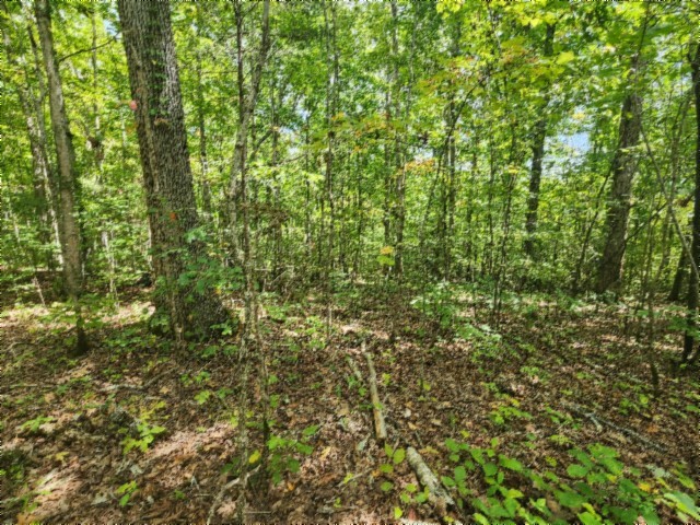 0 Glenobey Road Jamestown, TN 38556 - Photo 22 of 32 a view of a lush green forest